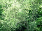 IMG 4730